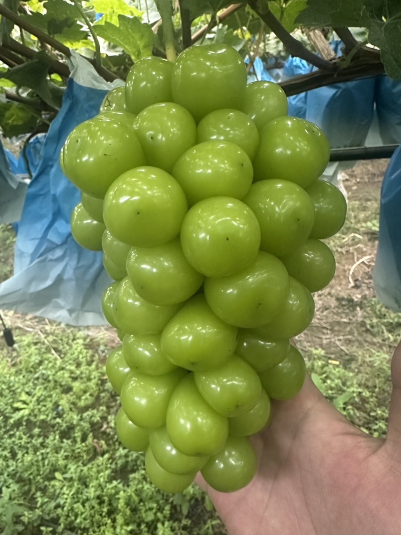 山东阳光玫瑰精品通货入库精品