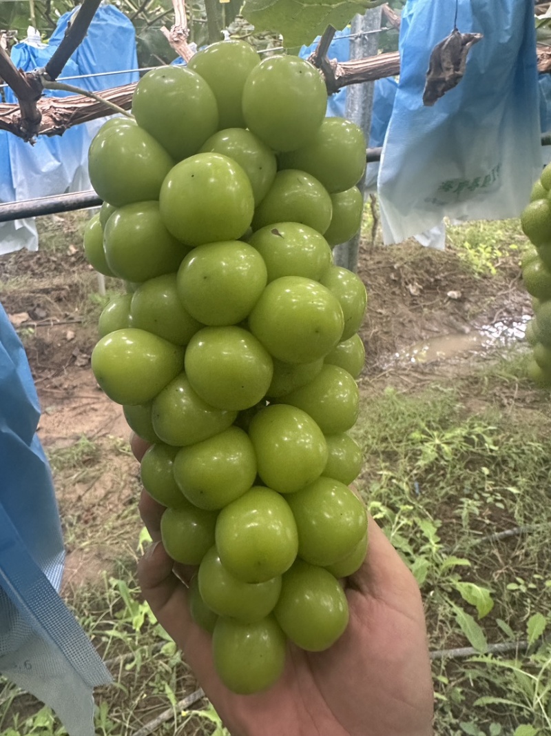 山东阳光玫瑰精品通货入库精品