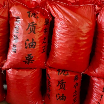 板栗油板栗量大颗粒饱满保证质量炒贷平台专用