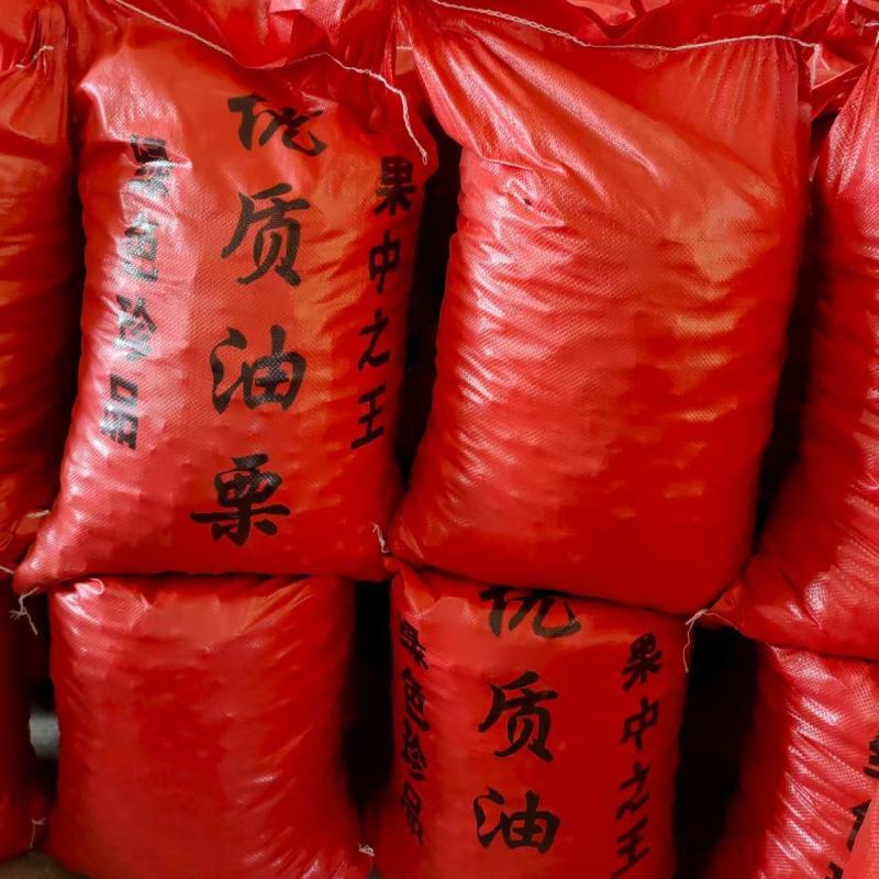 板栗油板栗量大颗粒饱满保证质量炒贷平台专用