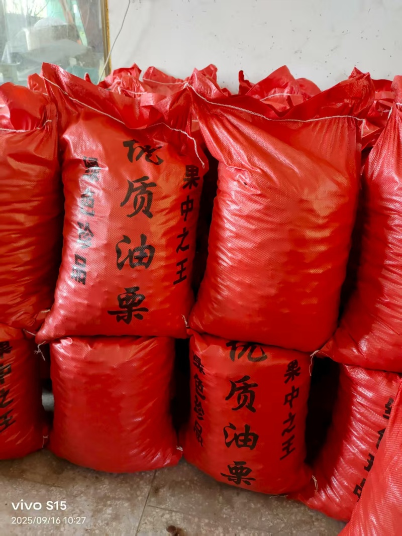 板栗油板栗量大颗粒饱满保证质量炒贷平台专用