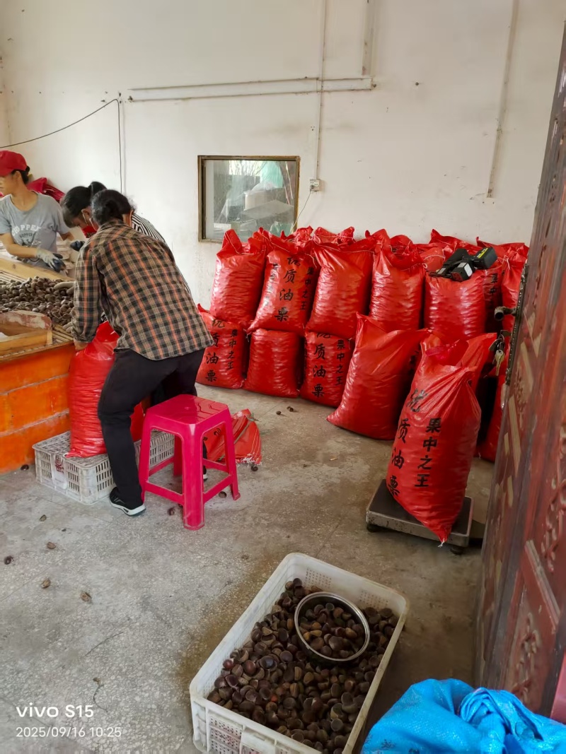 板栗油板栗量大颗粒饱满保证质量炒贷平台专用