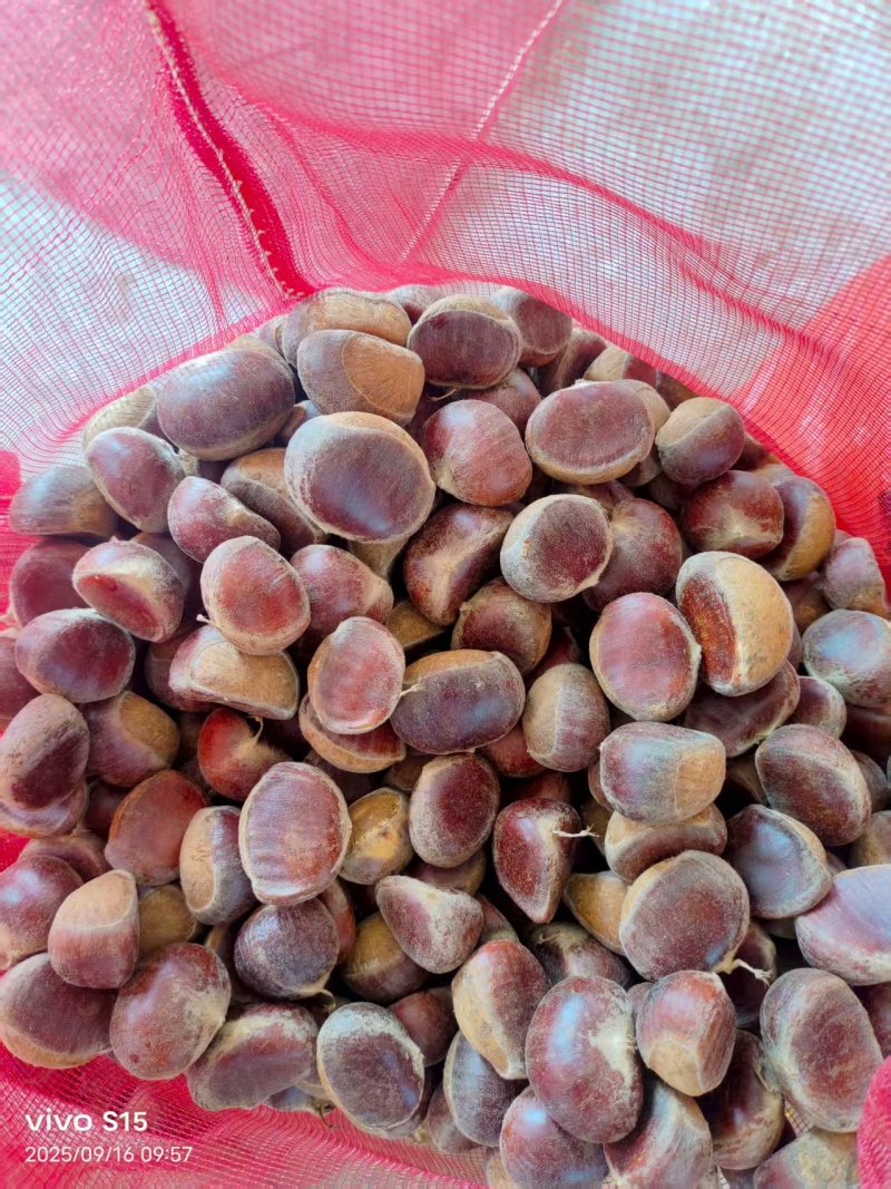 板栗油板栗量大颗粒饱满保证质量炒贷平台专用