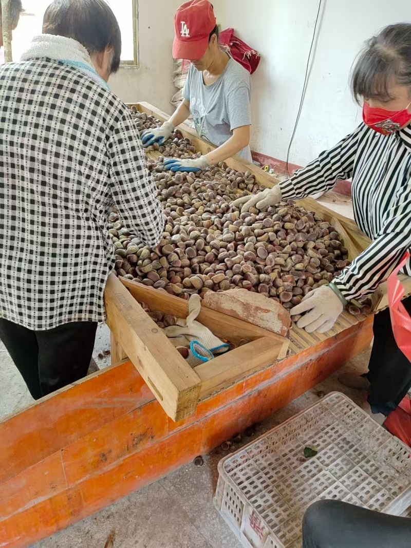板栗油板栗量大颗粒饱满保证质量炒贷平台专用