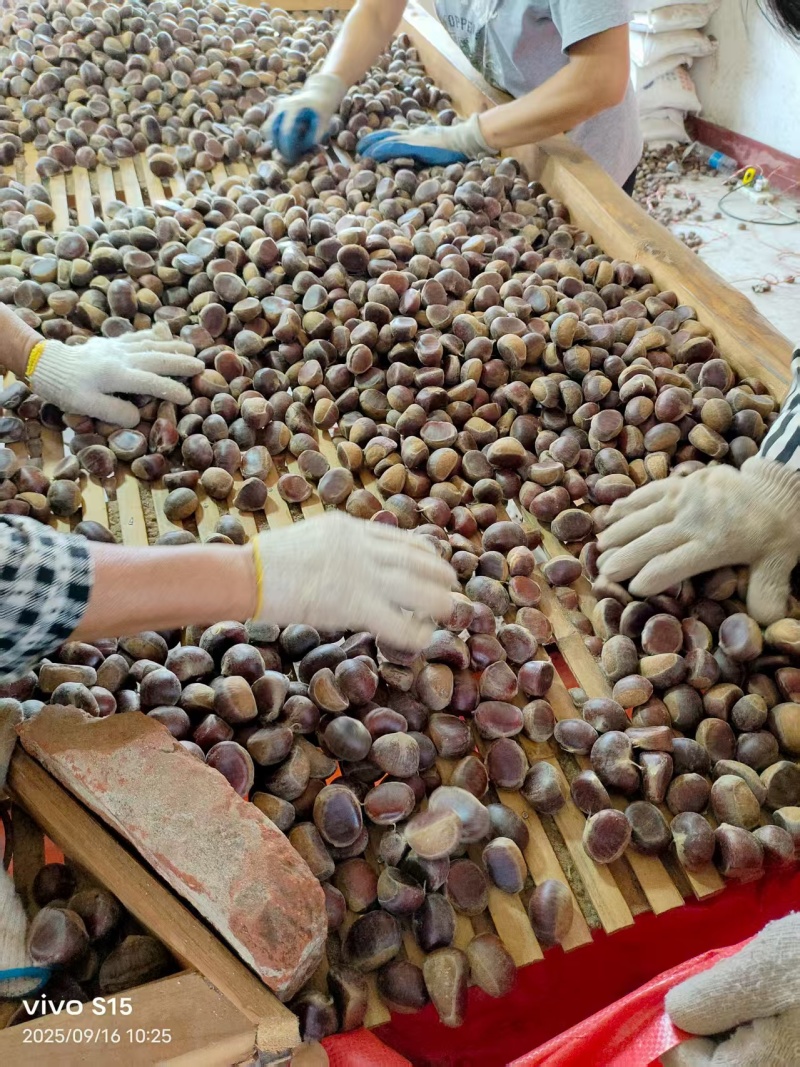板栗油板栗量大颗粒饱满保证质量炒贷平台专用