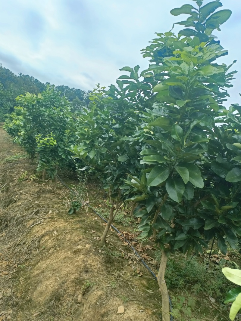 红心柚子树
