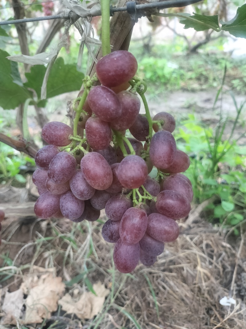 克伦森