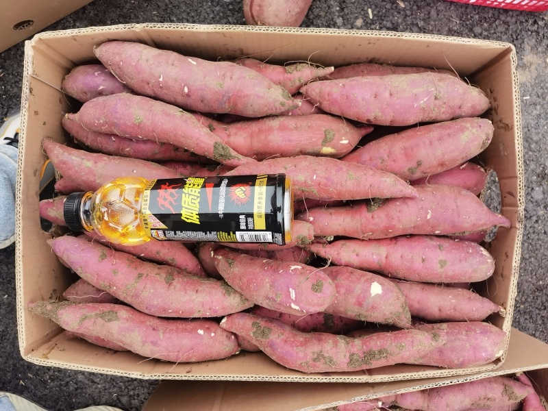 红瑶白薯