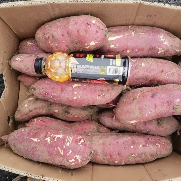 红瑶白薯