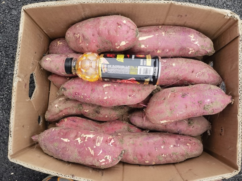 红瑶白薯