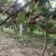 陕西省眉县太白山下徐香猕猴桃10000斤
