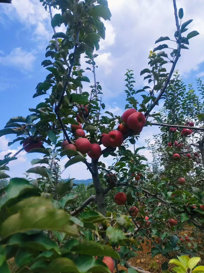 昭通糖心苹果