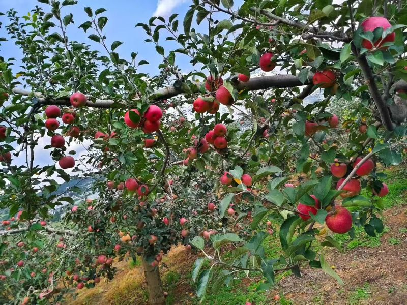 昭通糖心苹果