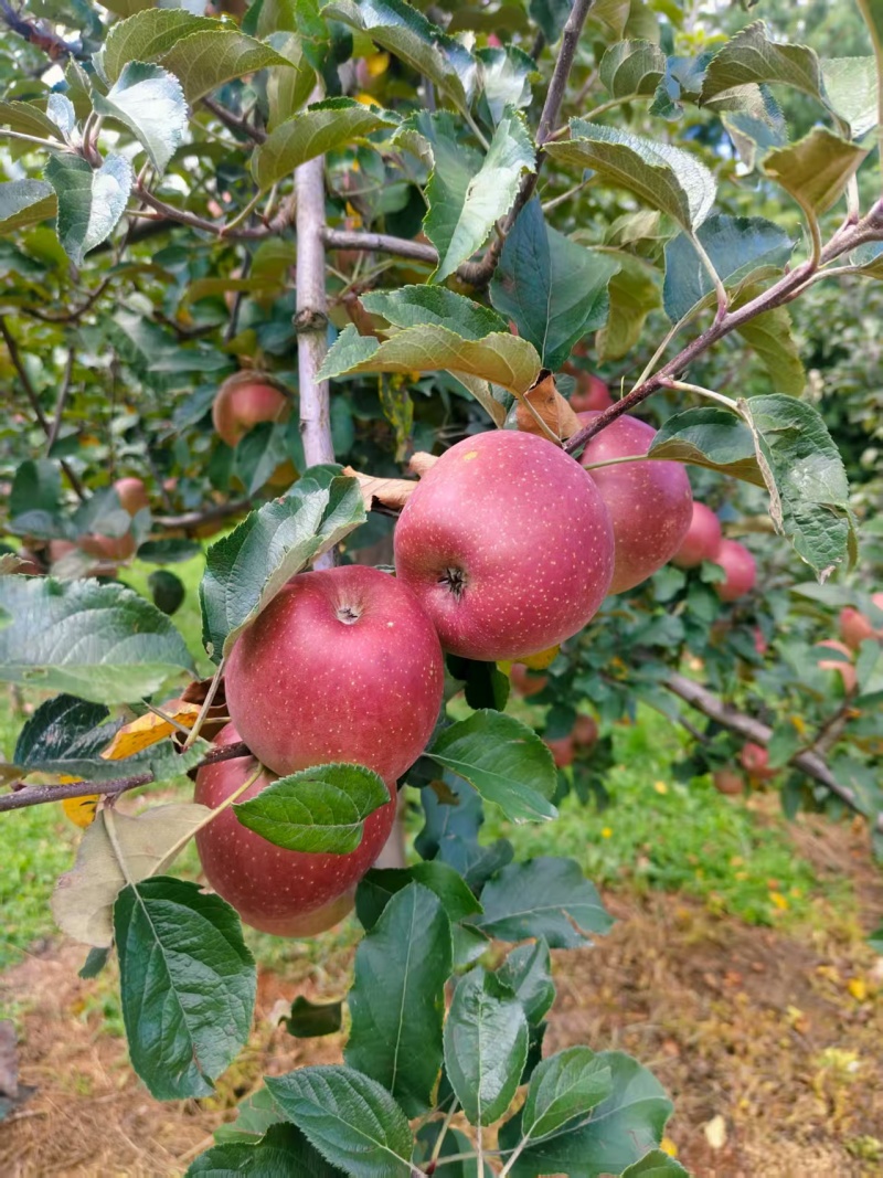 昭通糖心苹果