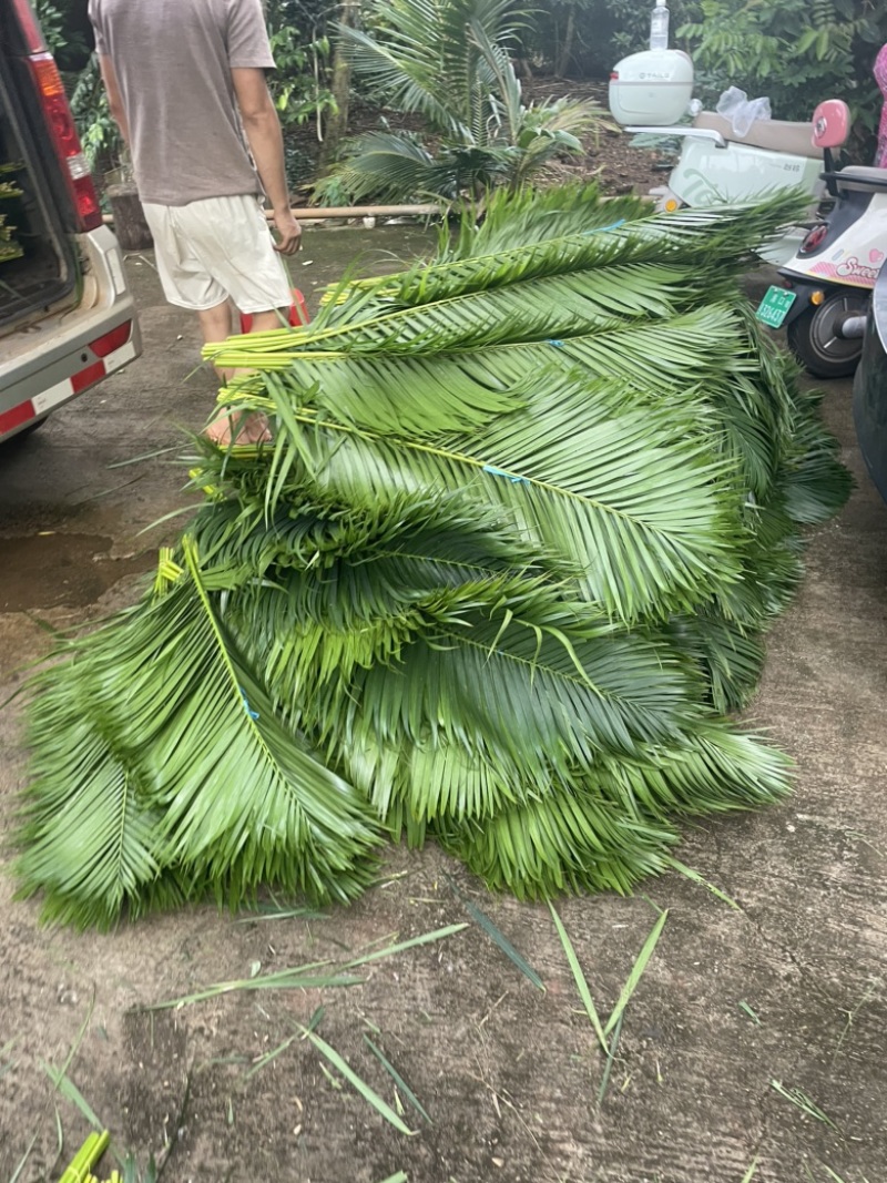 原厂地散尾葵