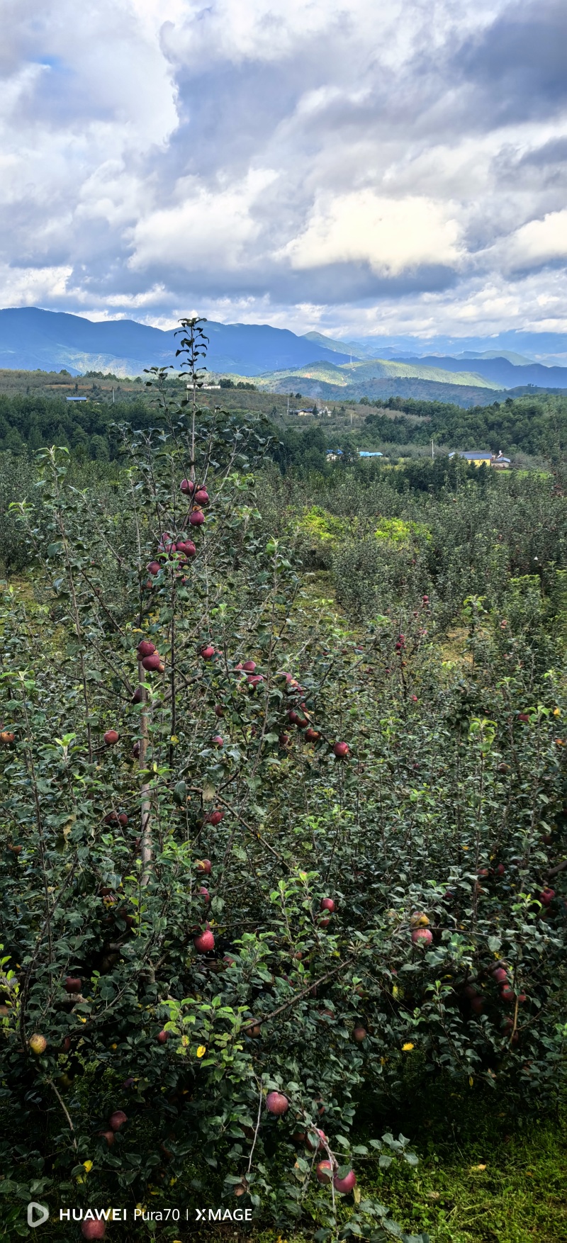 宁蒗丑苹果