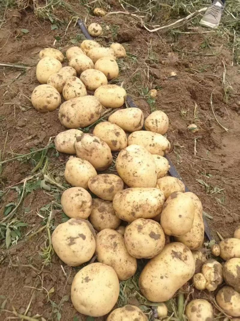 黄心土豆——量大价优——质量有保障