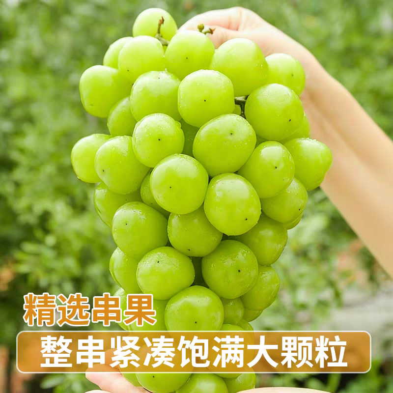 陕西葡萄阳光玫瑰货源充足价格优惠可视频看货