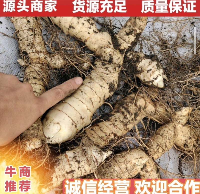 野生黄精一手货源，大量上市，各种规格都有，需要联系