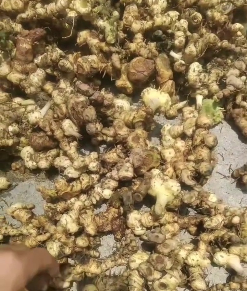 野生黄精一手货源，大量上市，各种规格都有，需要联系