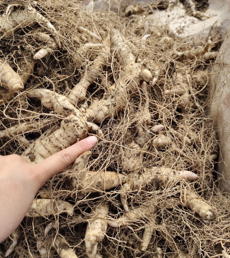 野生黄精一手货源，大量上市，各种规格都有，需要联系