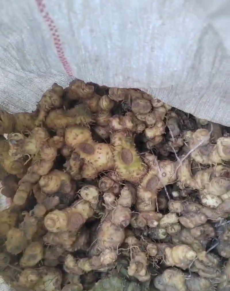 野生黄精一手货源，大量上市，各种规格都有，需要联系