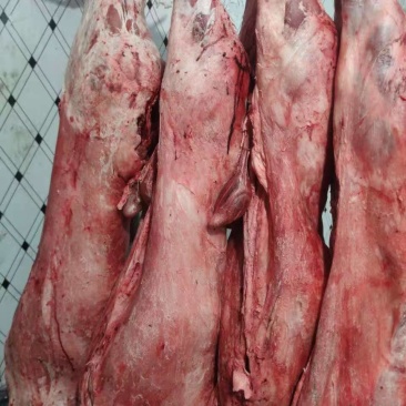 剃肉大羊