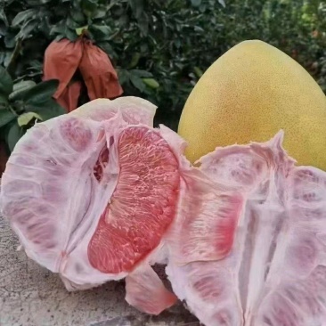 套袋三红柚