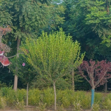 供应木槿