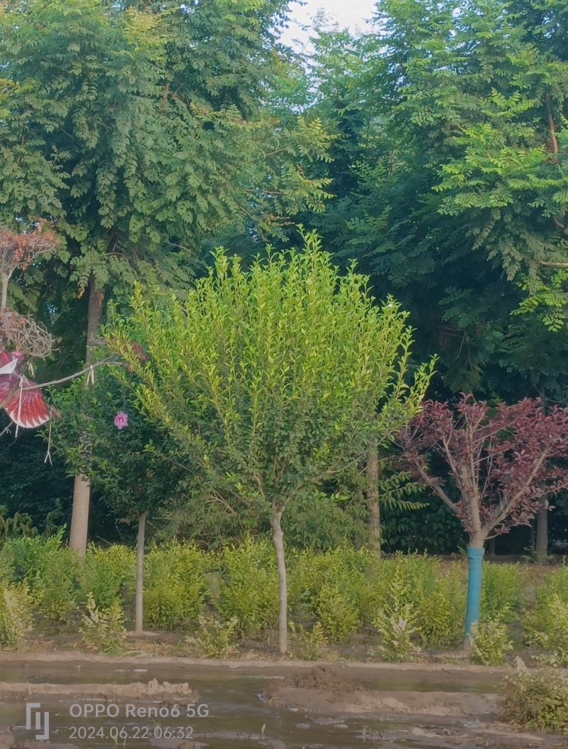 供应木槿