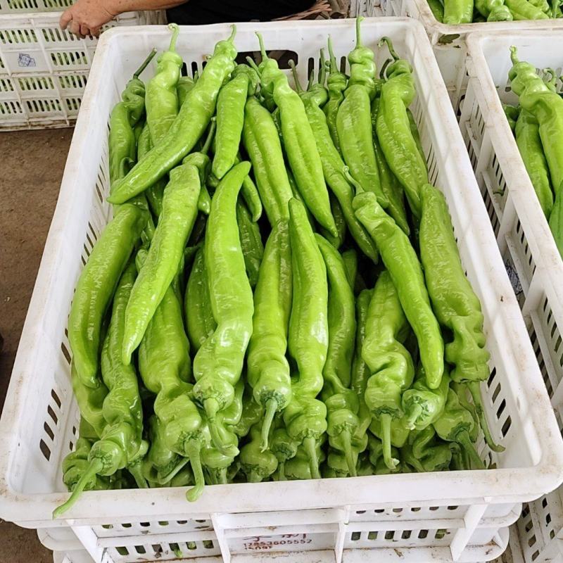 优质货源常年供应各类鲜辣椒品种齐全价格随行协助找货装车