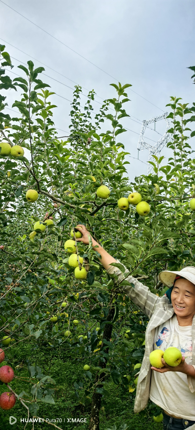 宁蒗丑苹果