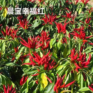 晨宝幸福红包回收