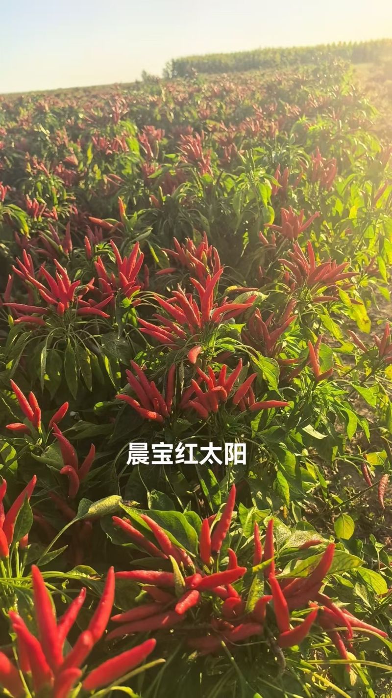 晨宝幸福红包回收