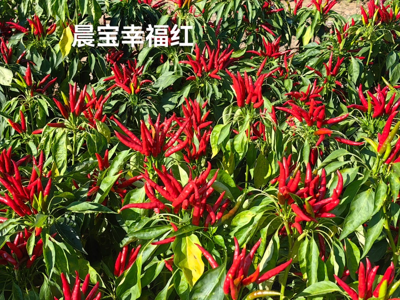 晨宝幸福红包回收