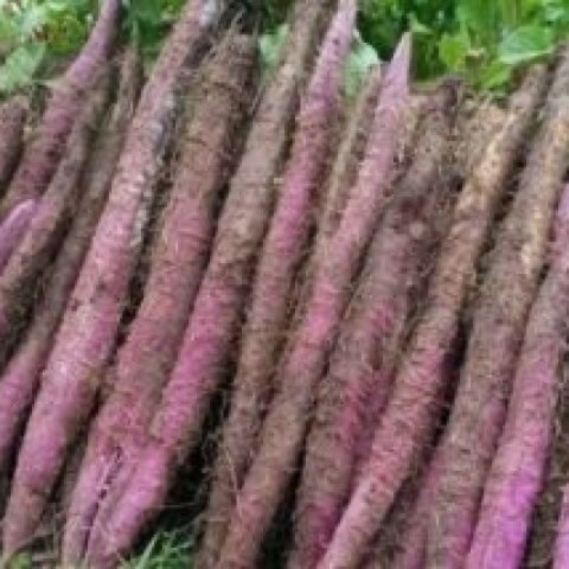 江西紫皮山药现挖现发粉糯香甜营养丰富价格便宜