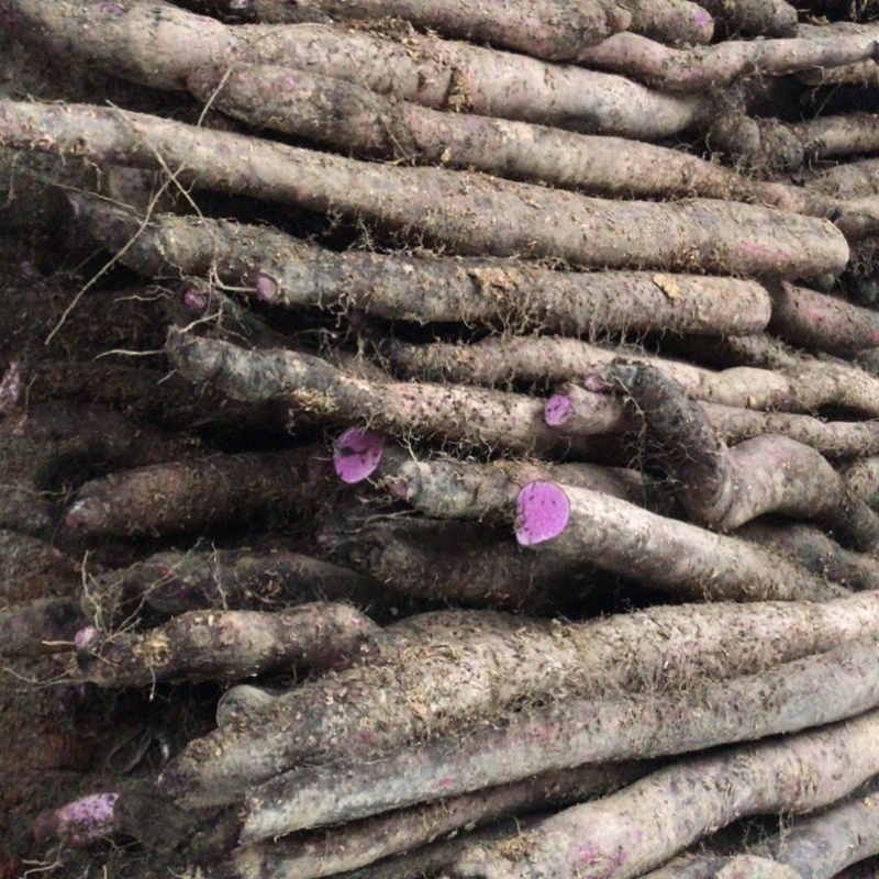 江西紫皮山药现挖现发粉糯香甜营养丰富价格便宜