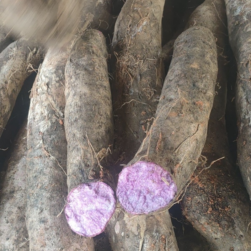 江西紫皮山药现挖现发粉糯香甜营养丰富价格便宜