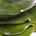 盐渍海带头(五斤/箱)，薄厚均匀大头约50cm，叶大肉厚
