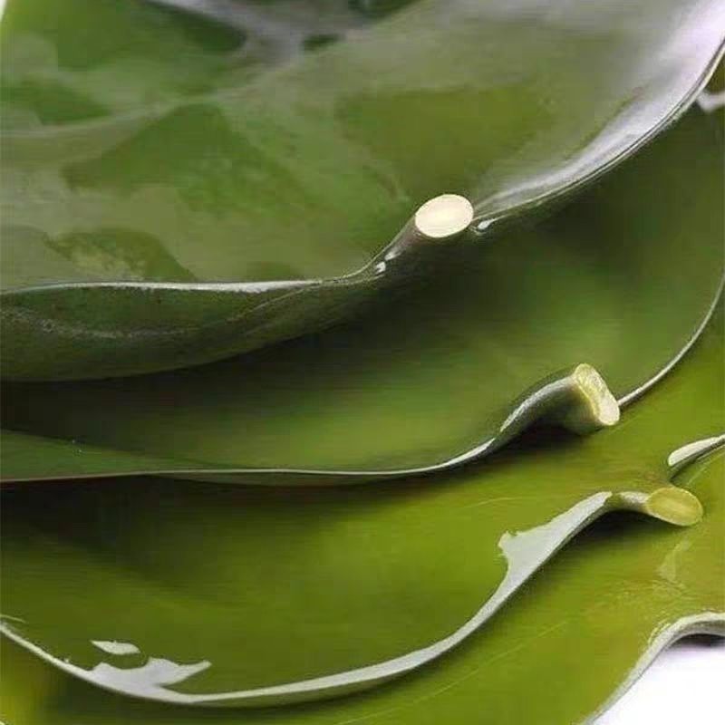 盐渍海带头(五斤/箱)，薄厚均匀大头约50cm，叶大肉厚
