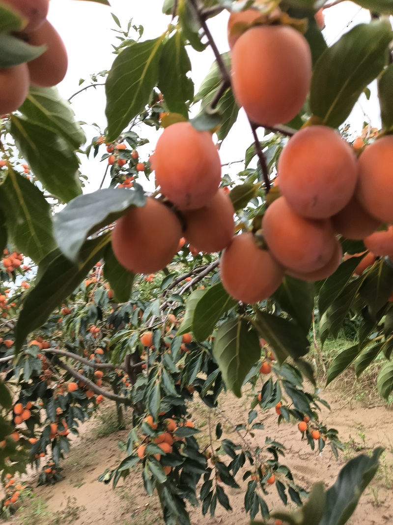 河南灵宝万亩吊红大量上市需要的客户联系