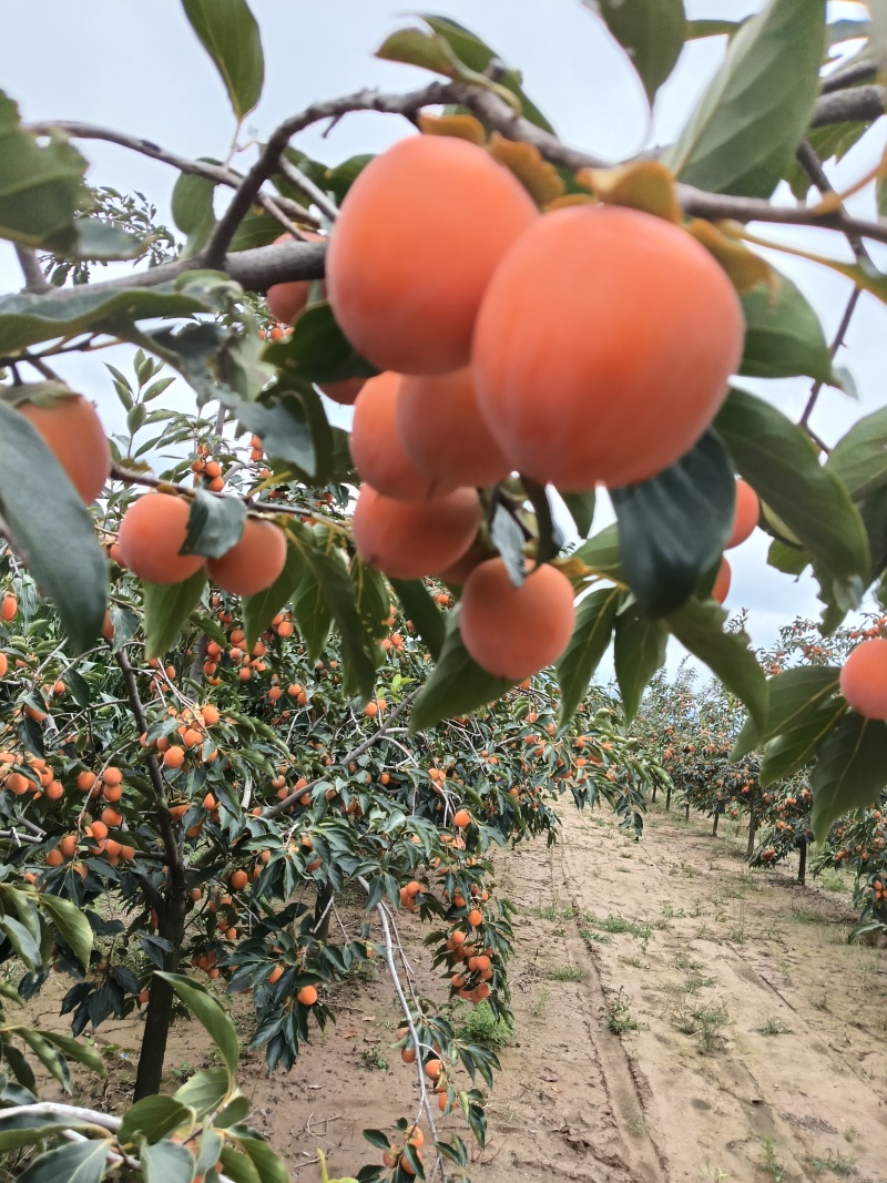 河南灵宝万亩吊红大量上市需要的客户联系