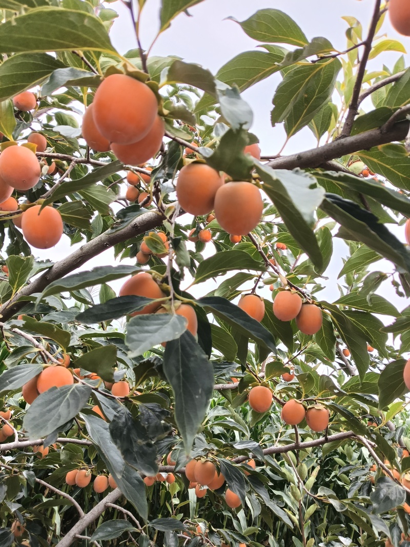 河南灵宝万亩吊红大量上市需要的客户联系