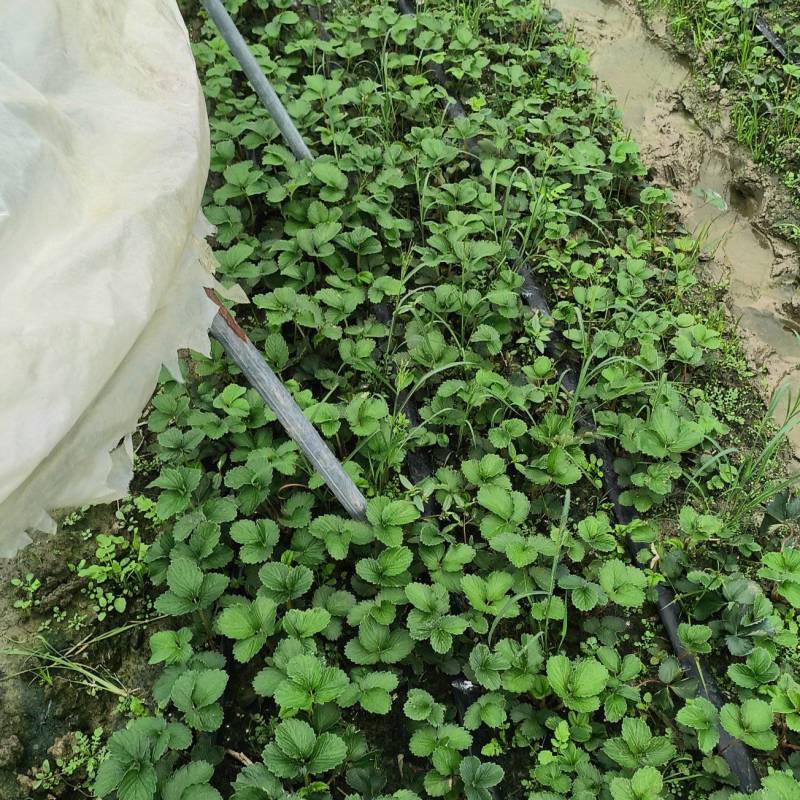 假植苗