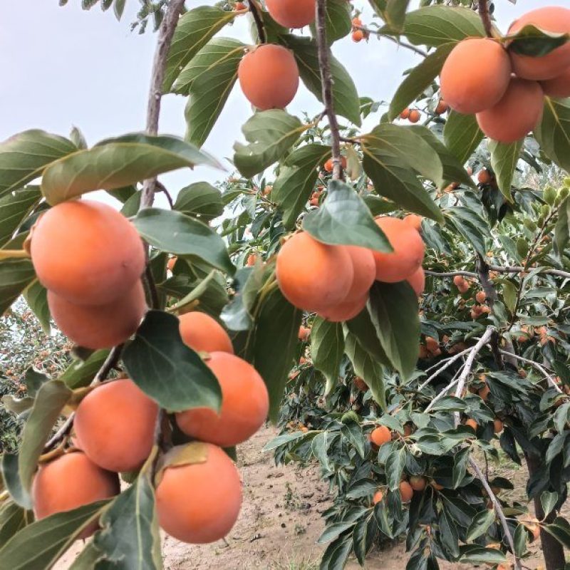 河南灵宝万亩吊红大量上市需要的客户联系