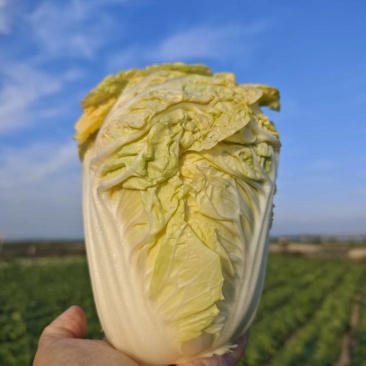 精品品质白菜