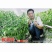 萧研新椒满树辣椒种子香辣二荆条细长羊角椒种籽长条椒顺直味