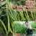 萧研新椒满树辣椒种子香辣二荆条细长羊角椒种籽长条椒顺直味