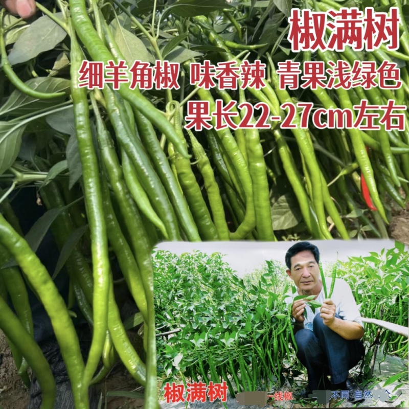 萧研新椒满树辣椒种子香辣二荆条细长羊角椒种籽长条椒顺直味