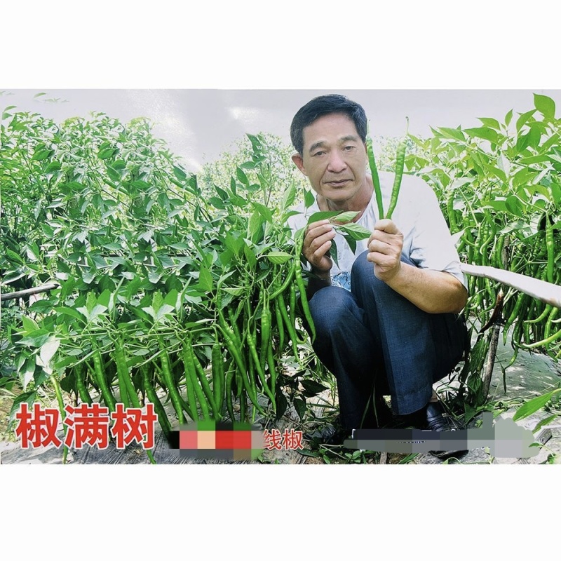 萧研新椒满树辣椒种子香辣二荆条细长羊角椒种籽长条椒顺直味